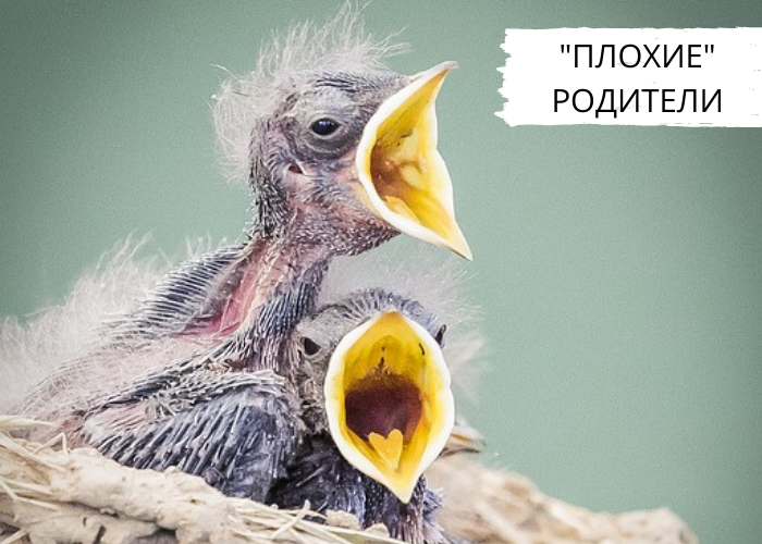 "Плохие" родители